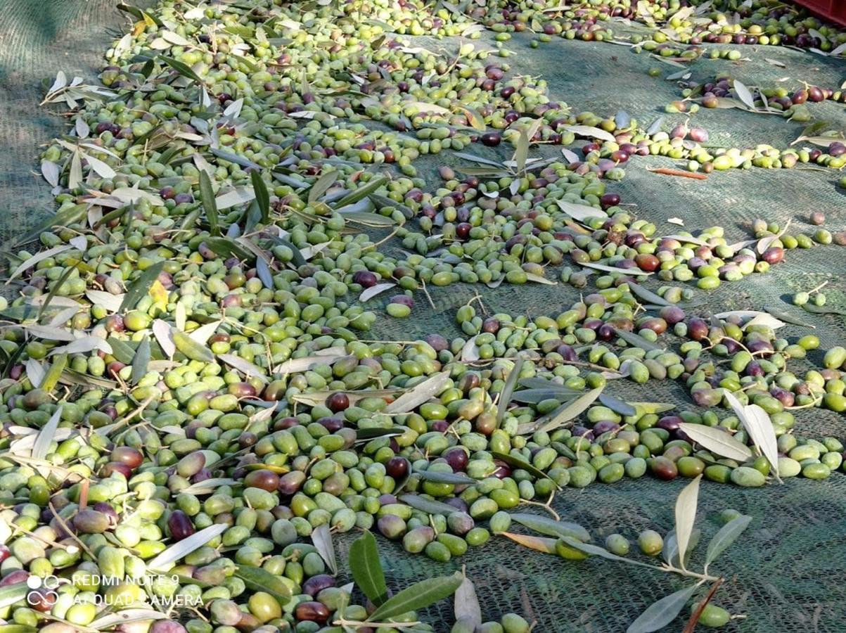 Agriturismo Bellosguardo ريغلو المظهر الخارجي الصورة