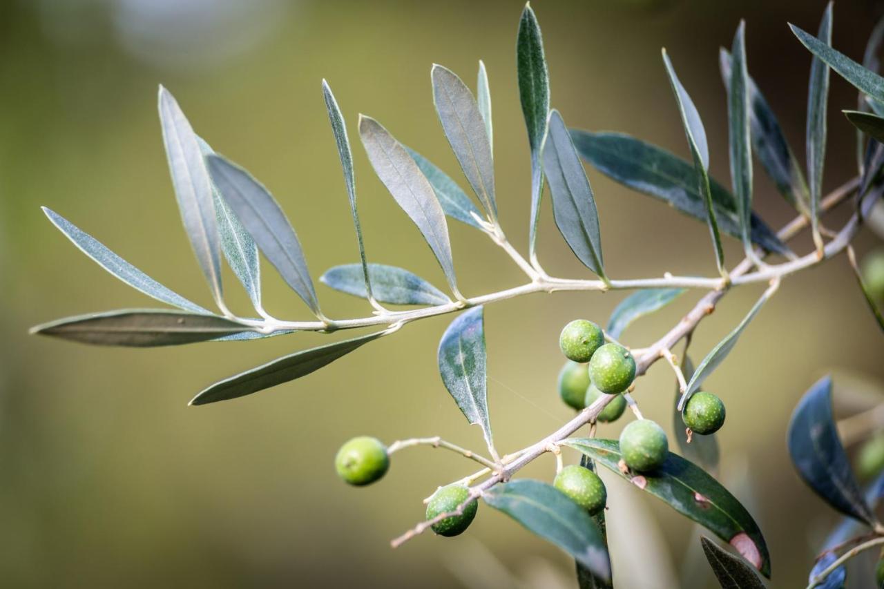 Agriturismo Bellosguardo ريغلو المظهر الخارجي الصورة